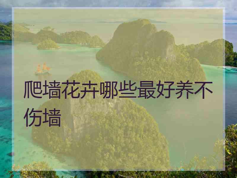 爬墙花卉哪些最好养不伤墙 爬墙花卉哪些最好养不伤墙