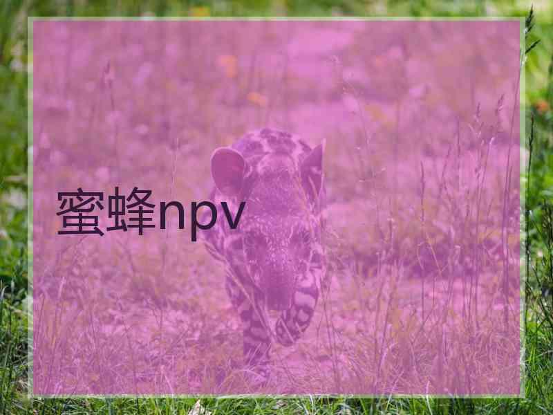 蜜蜂npv