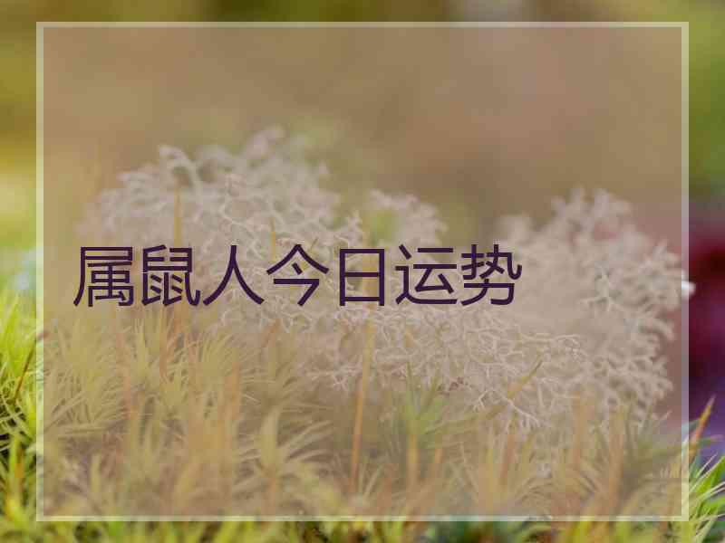 属鼠人今日运势