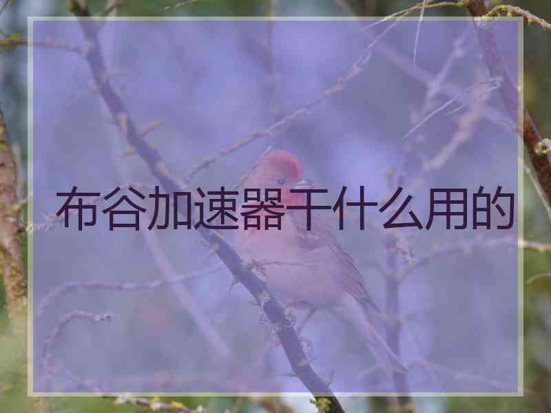 布谷加速器干什么用的