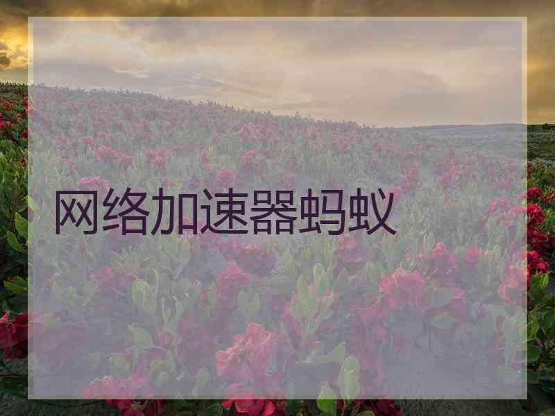网络加速器蚂蚁