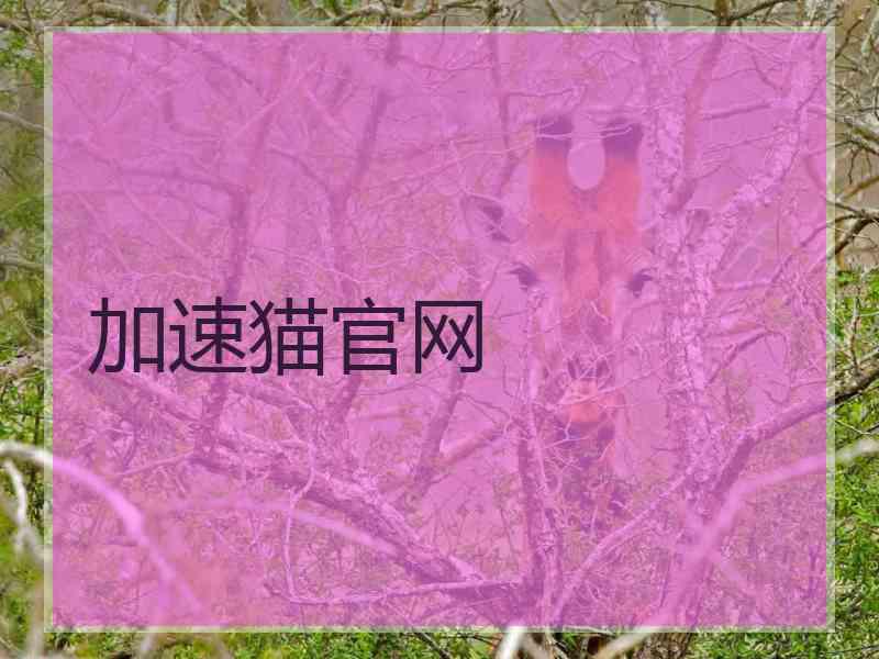 加速猫官网