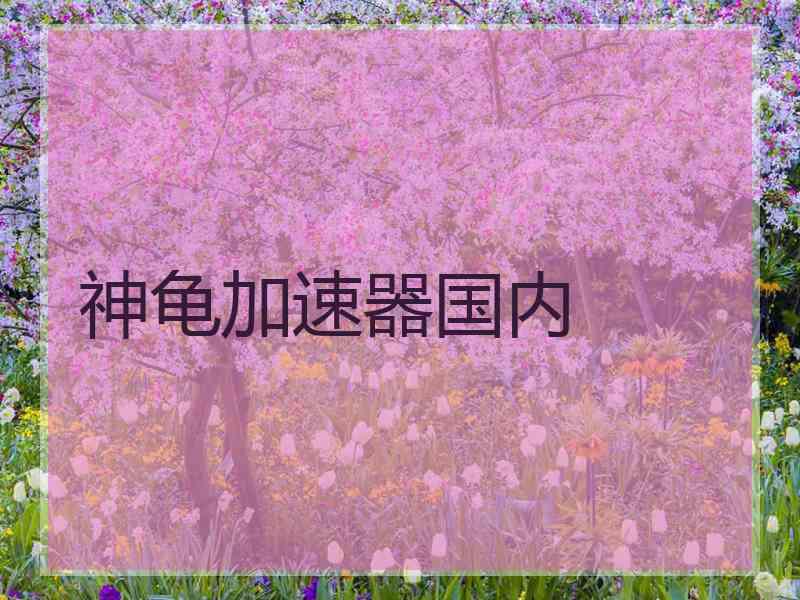 神龟加速器国内