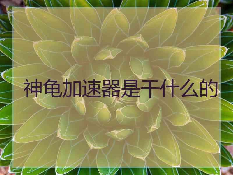 神龟加速器是干什么的