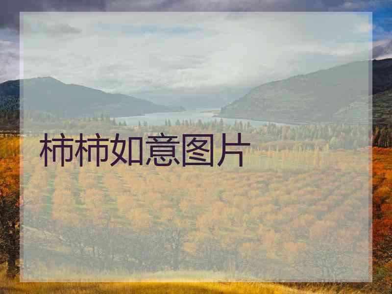柿柿如意图片